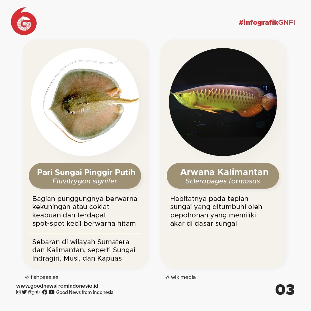 Jenis Jenis Ikan Yang Dilindungi Di Indonesia Bagian 1 Infografik GNFI