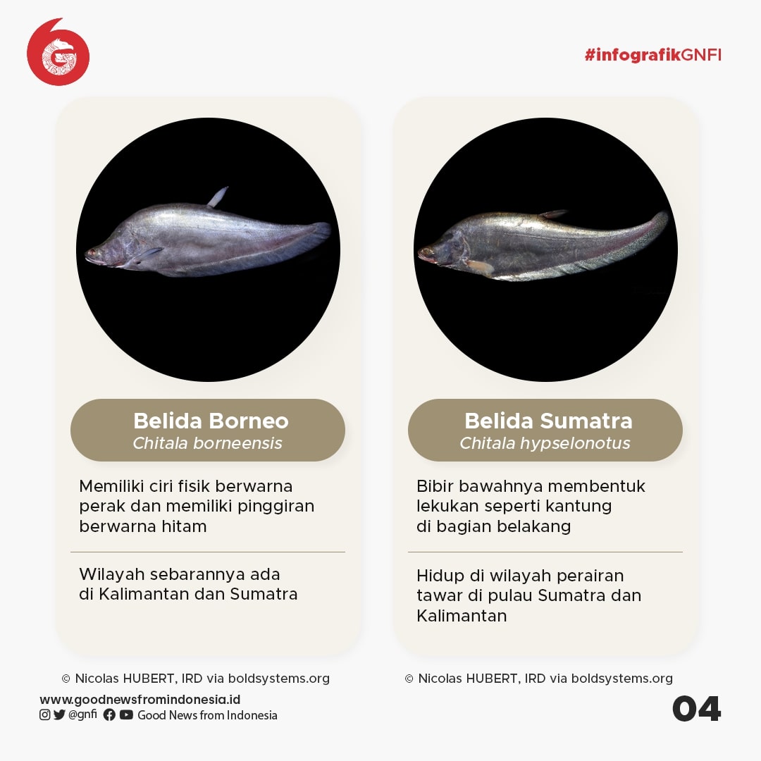 Jenis Jenis Ikan Yang Dilindungi Di Indonesia Bagian 1 Infografik GNFI