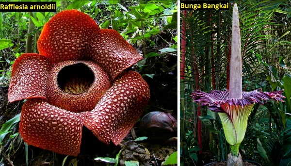 perbedaan bunga bangkai dan rafflesia arnoldi