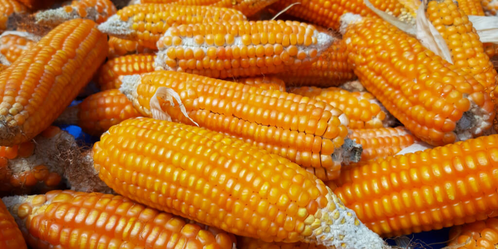 Mentan ajak masyarakat tanam jagung dan padi serentak | Shutterstock