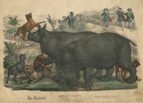 Perburuan badak jawa yang dianggap sebagai hama
