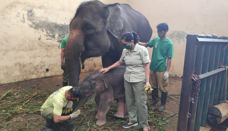 Covid, anak gajah kepunyaan Taman Safari, Puncak, Bogor, yang lahir di tengah pandemi Covid-19 pada Maret 2020.