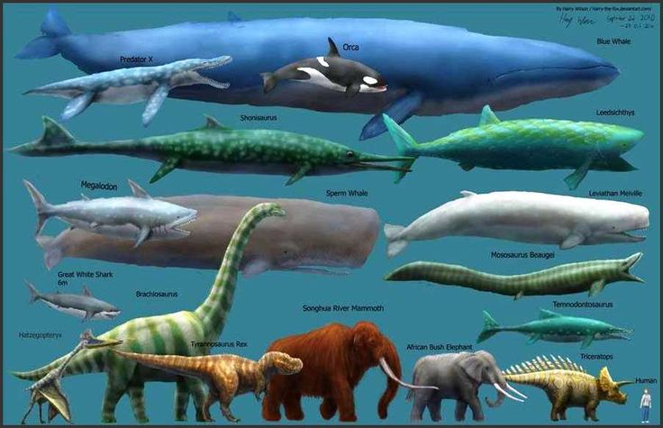 Perbandingan besar tubuh paus biru dengan hewan lain | pinimg.com