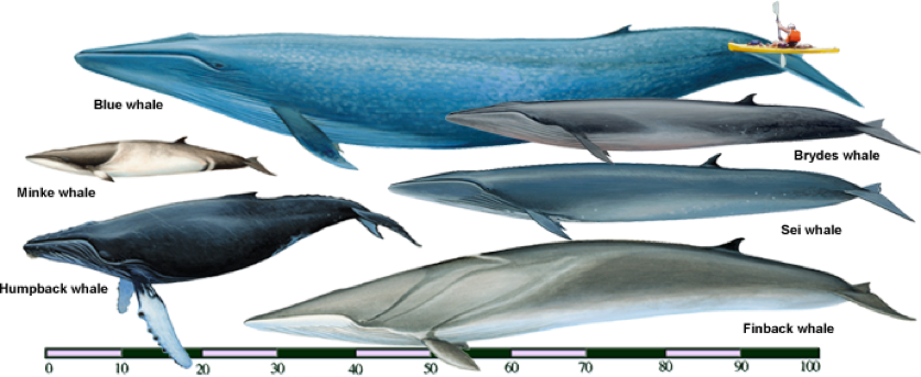 Perbandingan besar tubuh paus biru dengan paus jenis lain | amazonaws.com