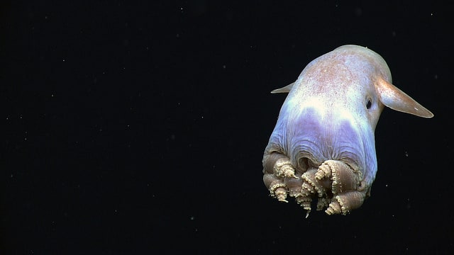 Gurita Dumbo. Foto: BBC/NOAA Ocean Exploration & Research