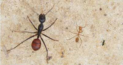 Komparasi Dinomyrmex gigas dengan semut rangrang dan semut hitam rumahan.
