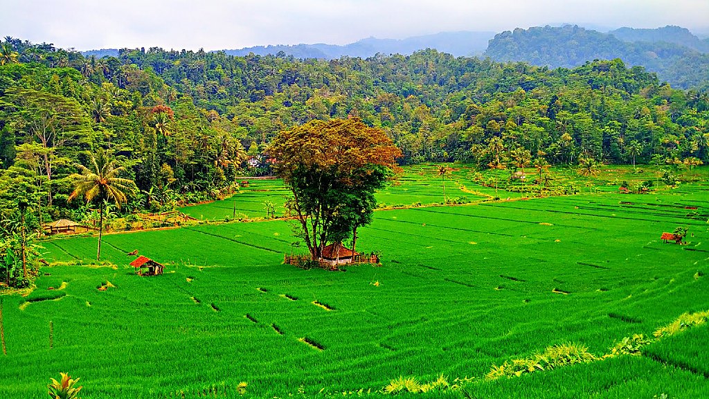 Hamparan sawah nan hijau di Majalengka, Jawa Barat, pada 