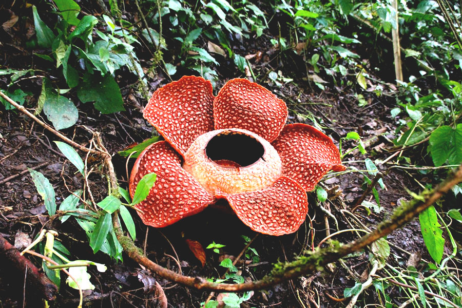 Rafflesia arnoldii yang mekar. Foto: Ridzki R Sigit/Mongabay Indonesia