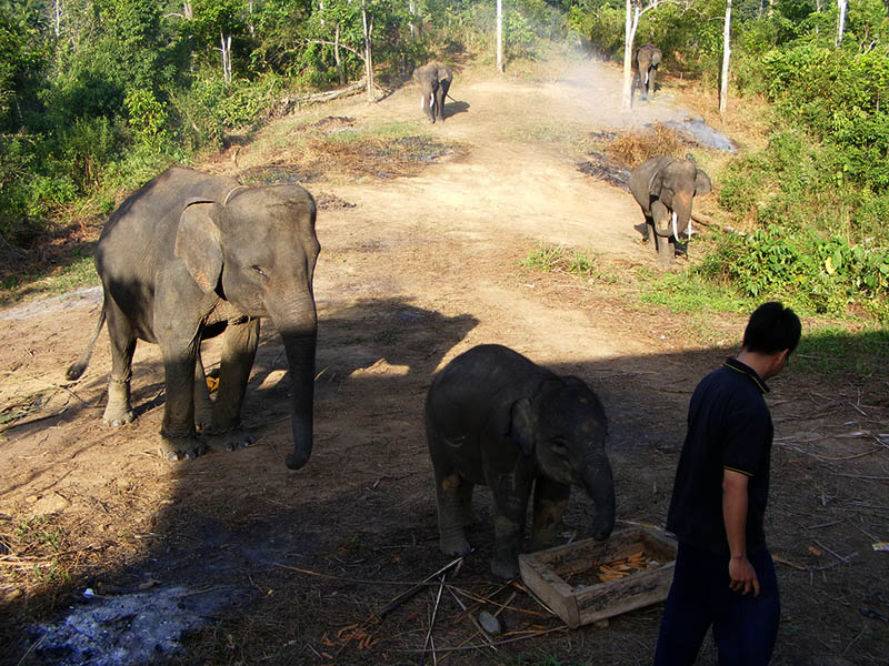 Gajah sumatera di TNBBS. Foto: Christian Heru Cahyo Saputro