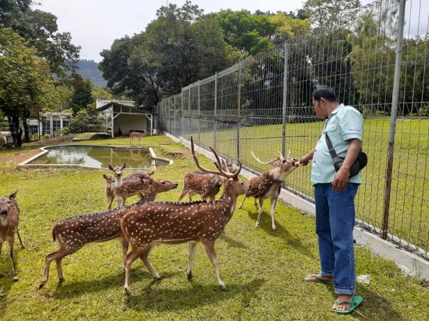 Petugas pemelihara rusa totol sedang memberi makan kawanan rusa totol yang diadopsi Taman Kelestarian Hayati (Kehati) dari Istana Bogor | Foto: Riki S/klikpositif.com