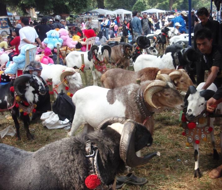 Sejumlah domba laga dipercantik ketika mengikuti karnaval di Garut pada 15 Agustus 2009.