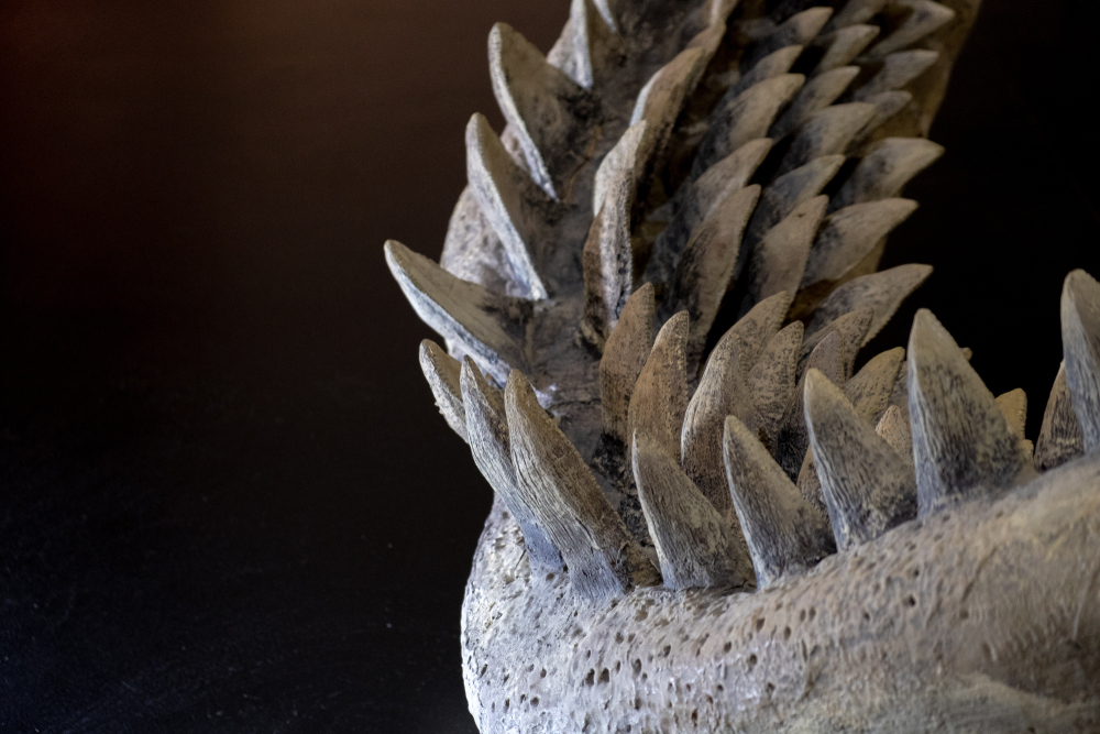 Fosil Gigi Hiu Megalodon 