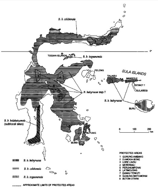 Peta sebaran spesies babirusa di Sulawesi.