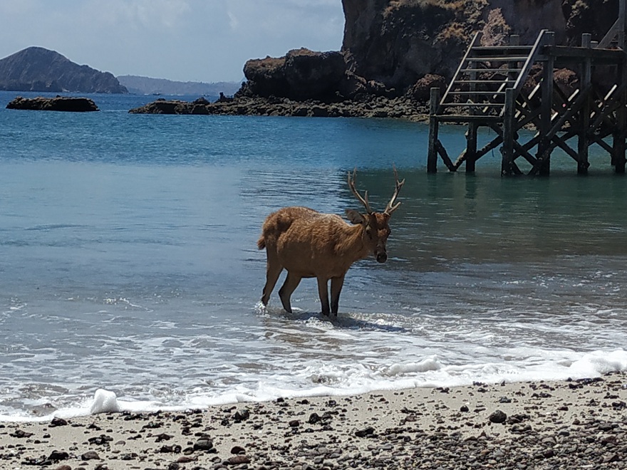Seekor rusa timor sedang bersantai di pantai Pulau Padar.