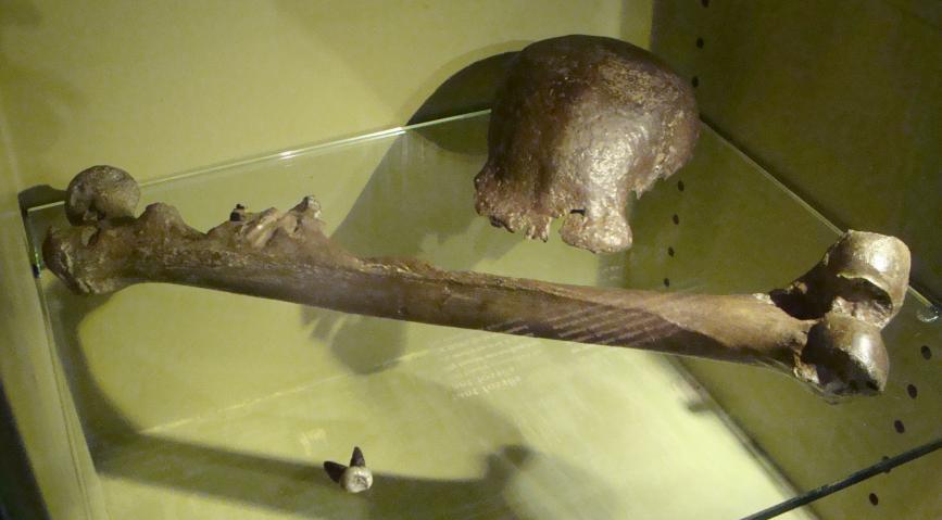 Tulang dari Pithecanthropus erectus.