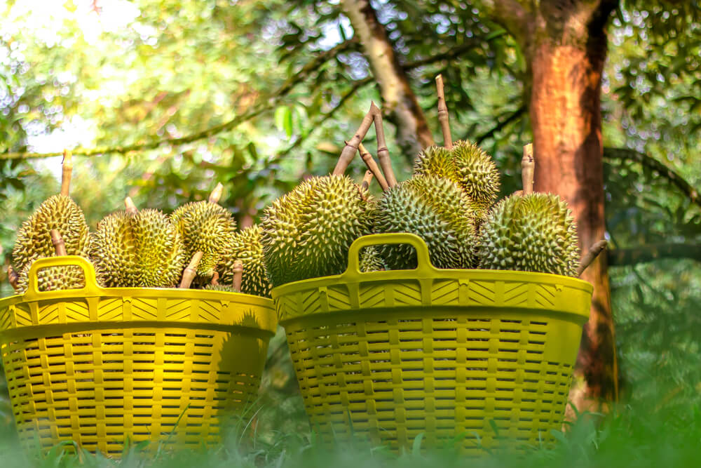  Durian yang sudah dipanen © Shutterstocks 
