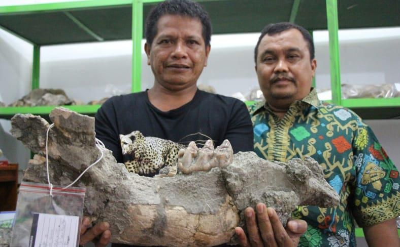 Jenis fosil yang diperkirakan usianya paling tua di indonesia adalah