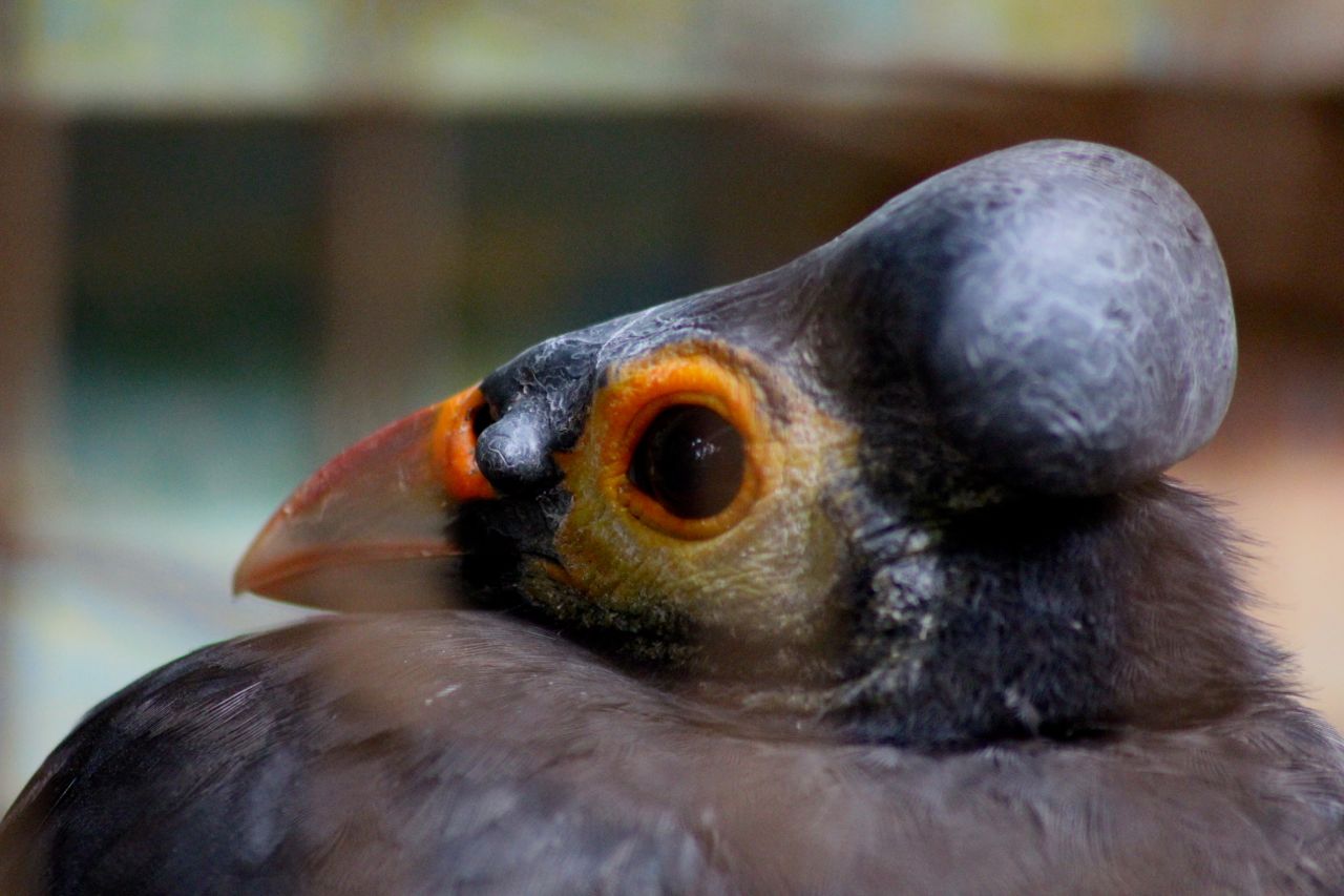 Maleo disebut macrocephalon atau si kepala besar. Bentuk kepala maleo berbentuk agak aneh, seperti memakai konde, jika dibandingkan dengan burung lainnya. Foto: Ridzki R. Sigit/Mongabay Indonesia