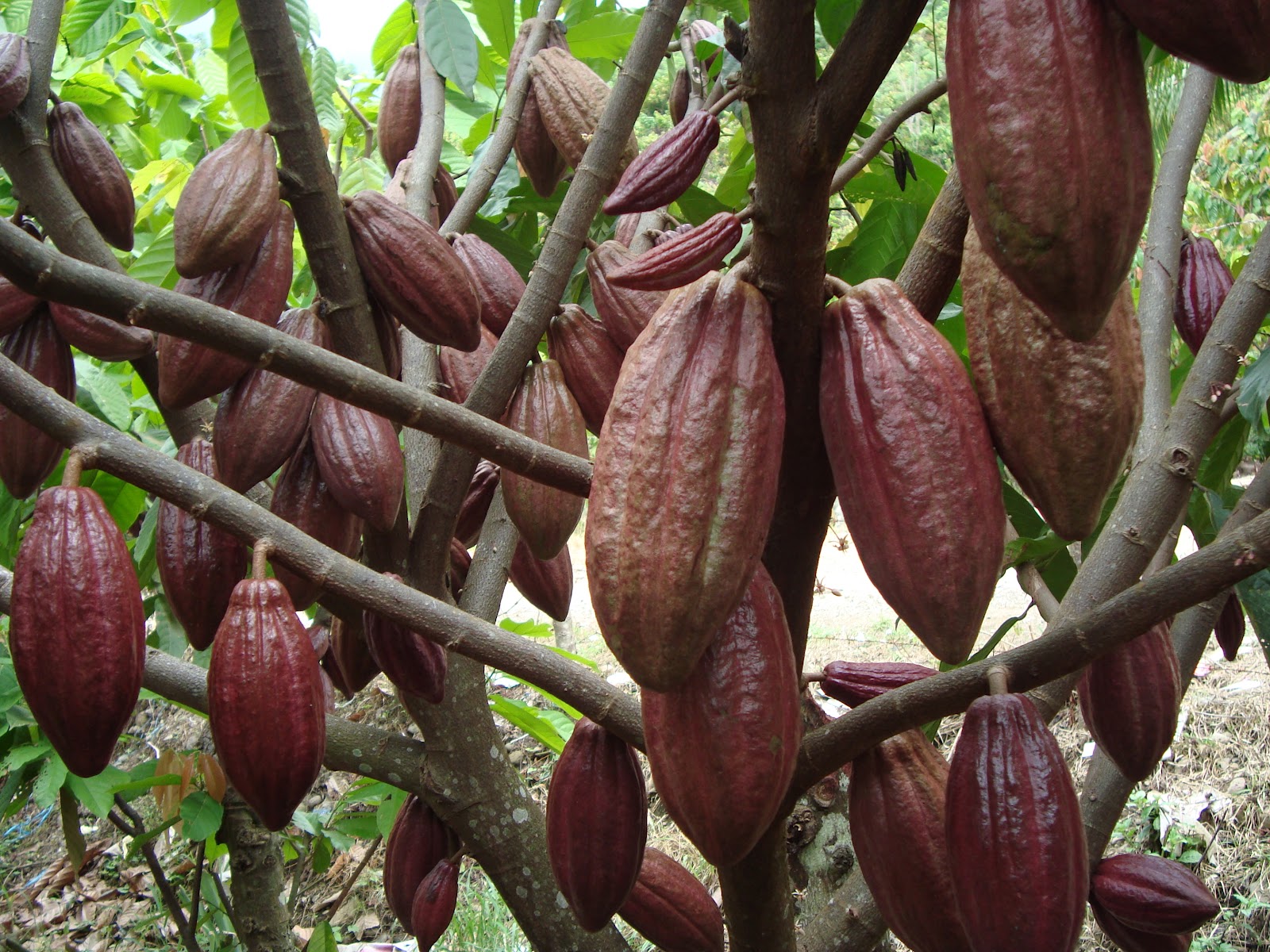Kakao yang siap dipetik dari pohon © Agrowindo