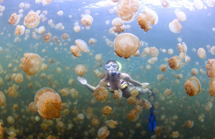 Berenang dengan ubur-ubur di Pulau Derawan