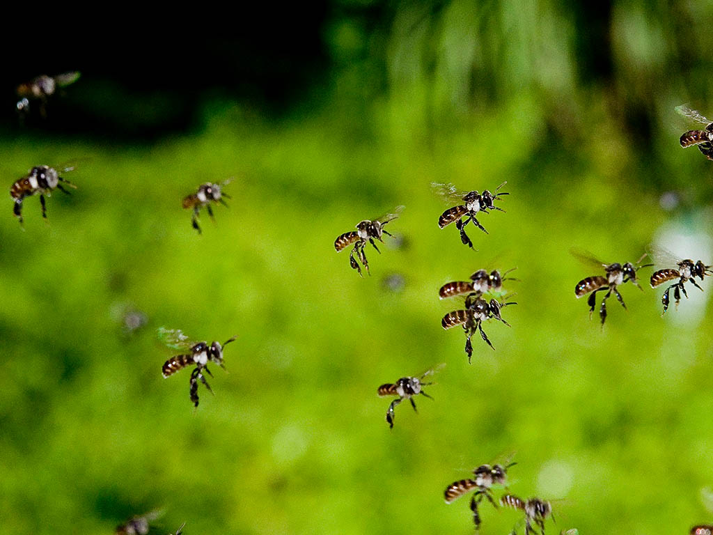 Lebah tanpa sengat | Currumbin sanctuary