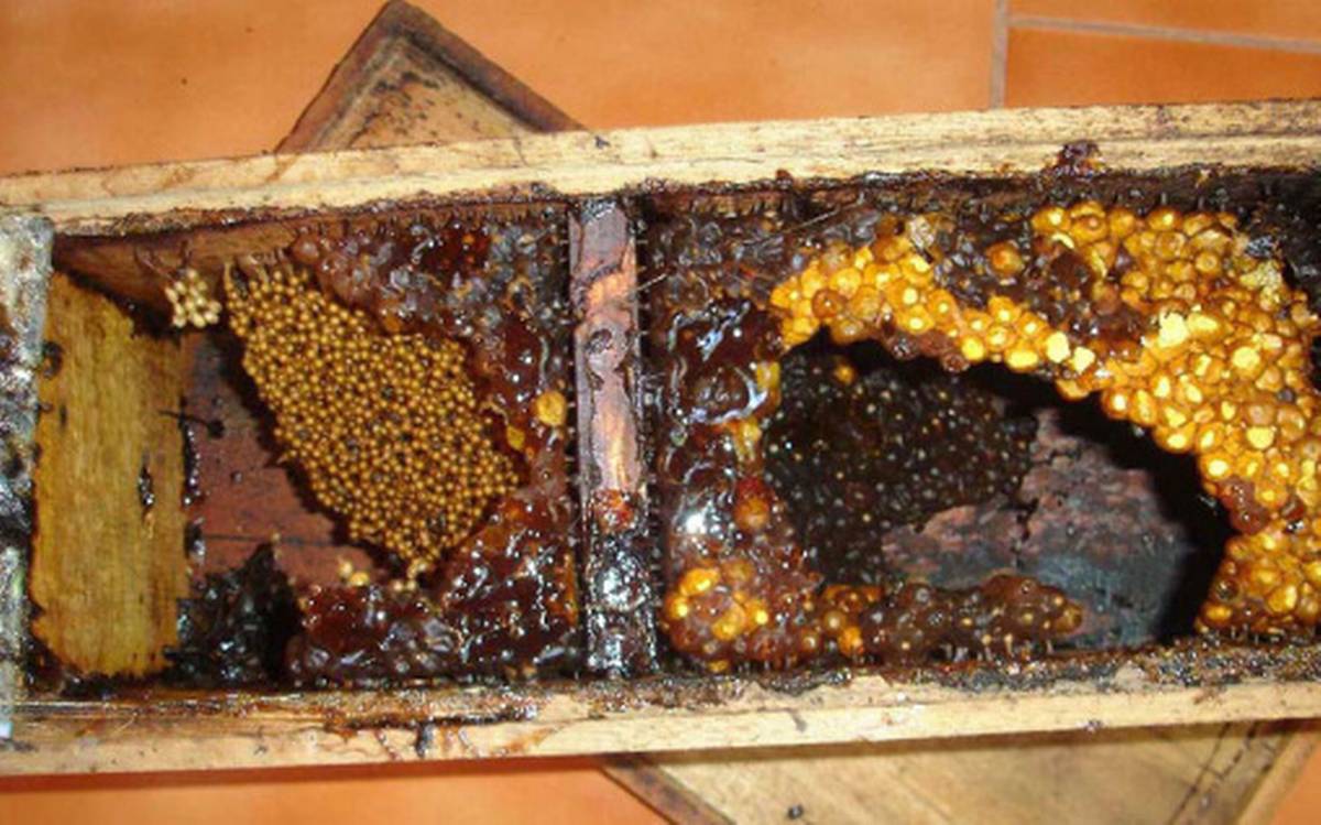 Sarang Lebah Tanpa Sengat | The Hindu Businessline