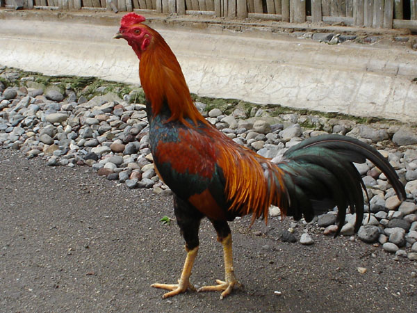Seekor pejantan Ayam Kokok Belenggek © Dunia Binatang