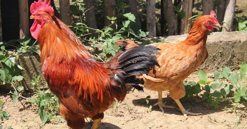 Sepasang Ayam Merawang © Ayam Ngampus