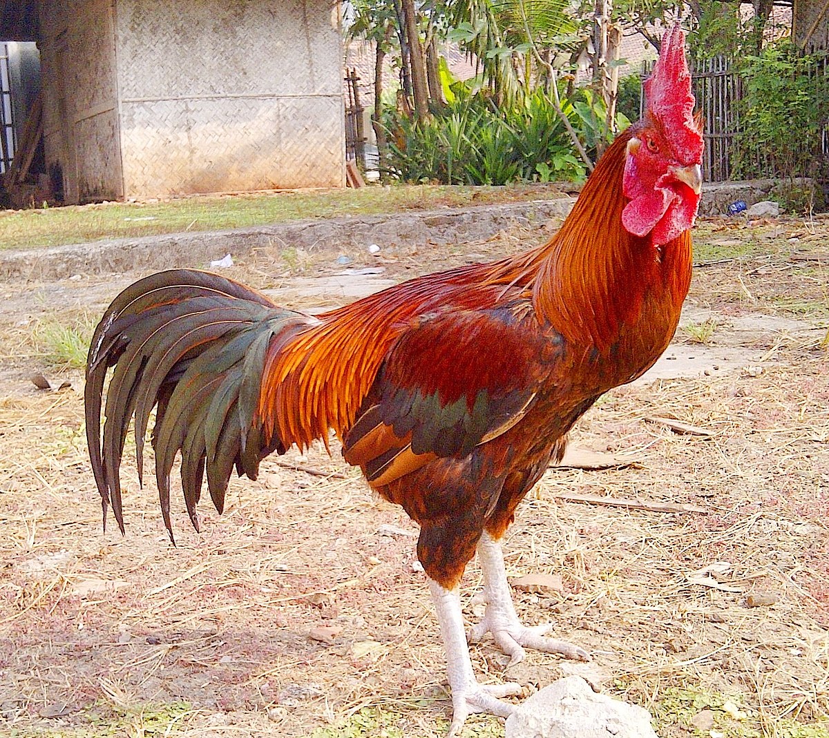 Seekor Ayam Pelung pejantan © Wikipedia
