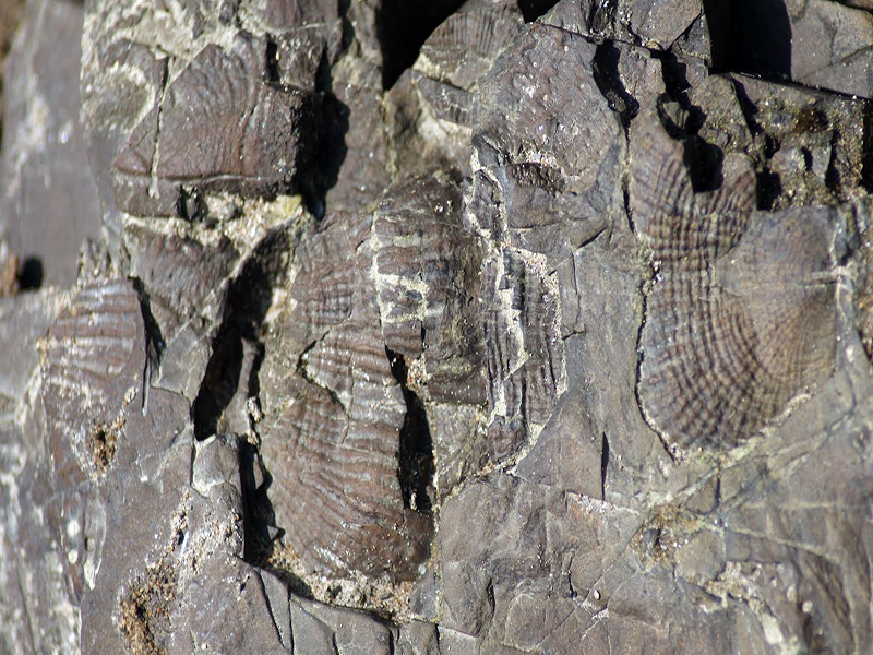 Fosil di Geopark Merangin | Foto: Bagus Setyo Utomo