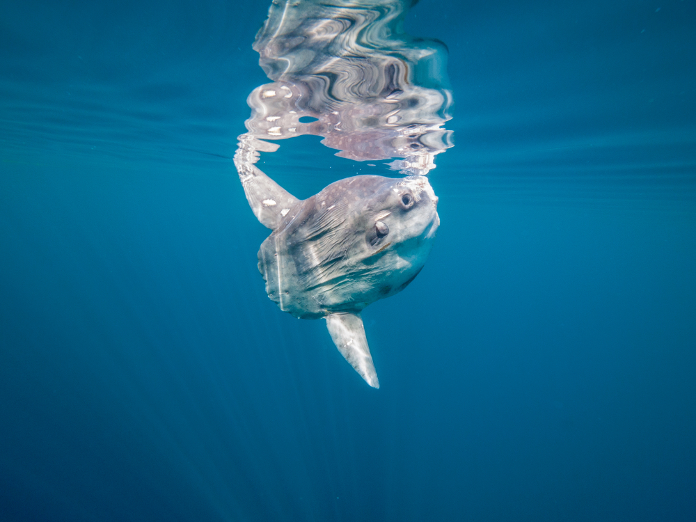 Ikan Mola-mola (Sunfish) yang tidak memiliki sirip ekor
