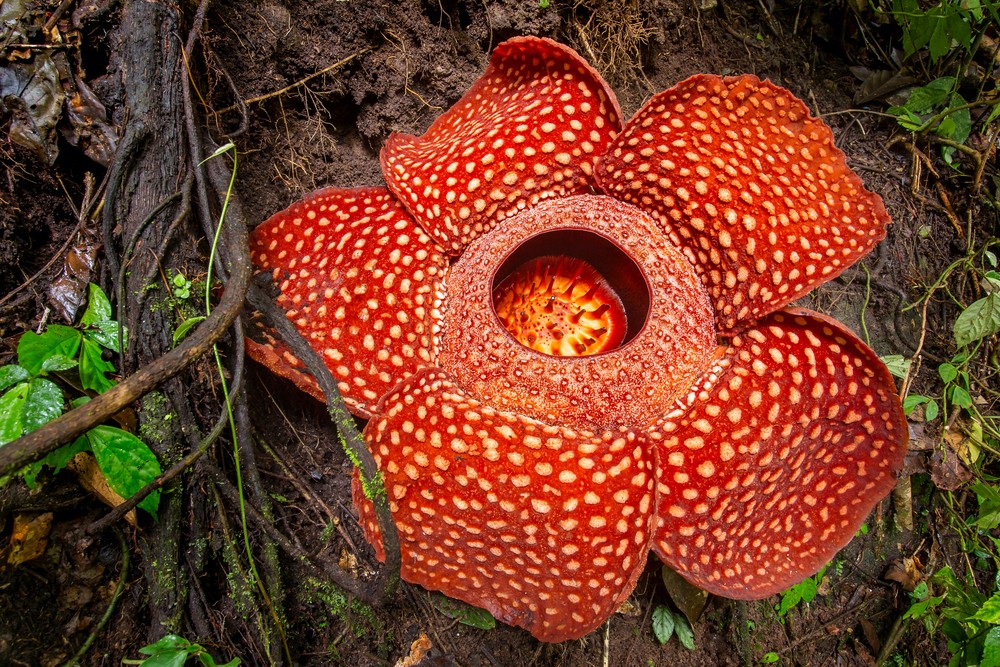 Rafflesia arnoldii | @Mazur Travel Shutterstock