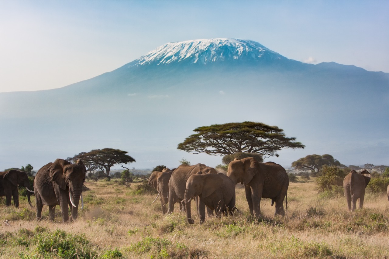 Puncak Kilimanjaro di antara satwa di area sabana Tanzania | Kharbrn/Shutterstock
