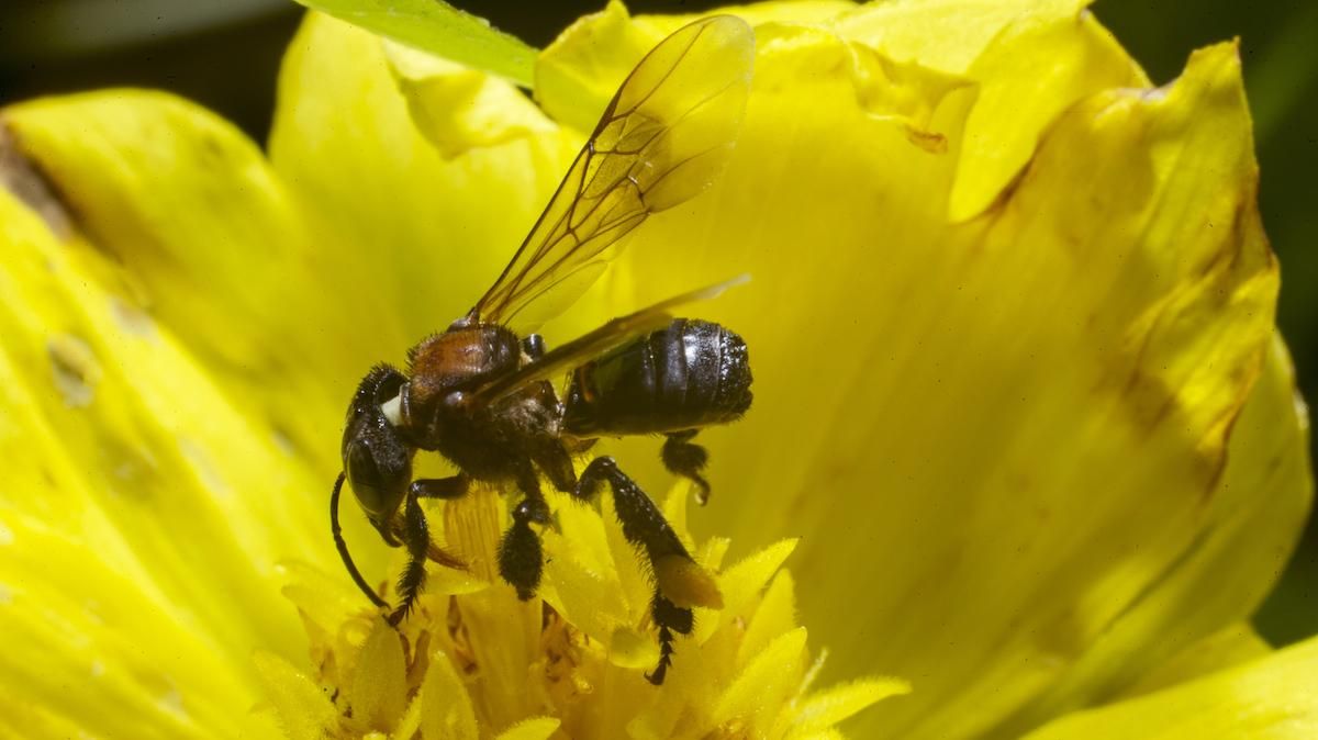Potret lebah di bunga | Foto: Pengetahuan Bertani