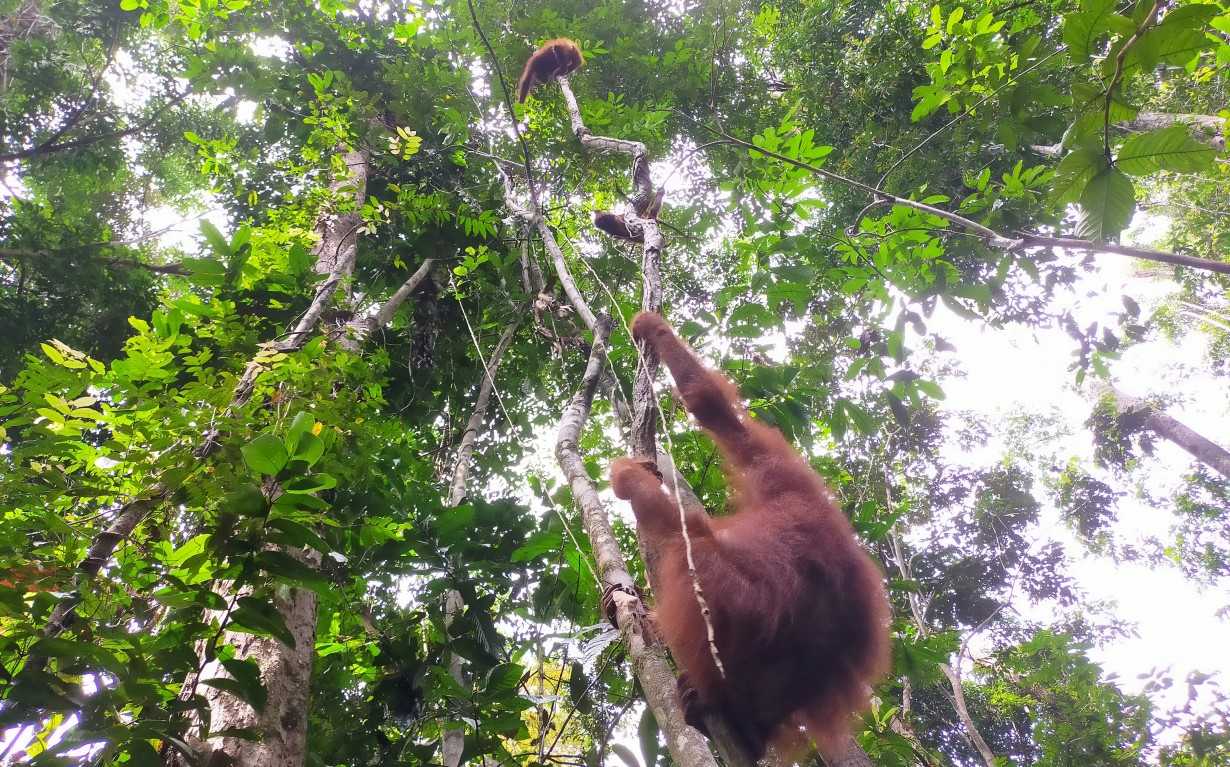 Sekolah Hutan untuk Orang Utan | orangutan.id
