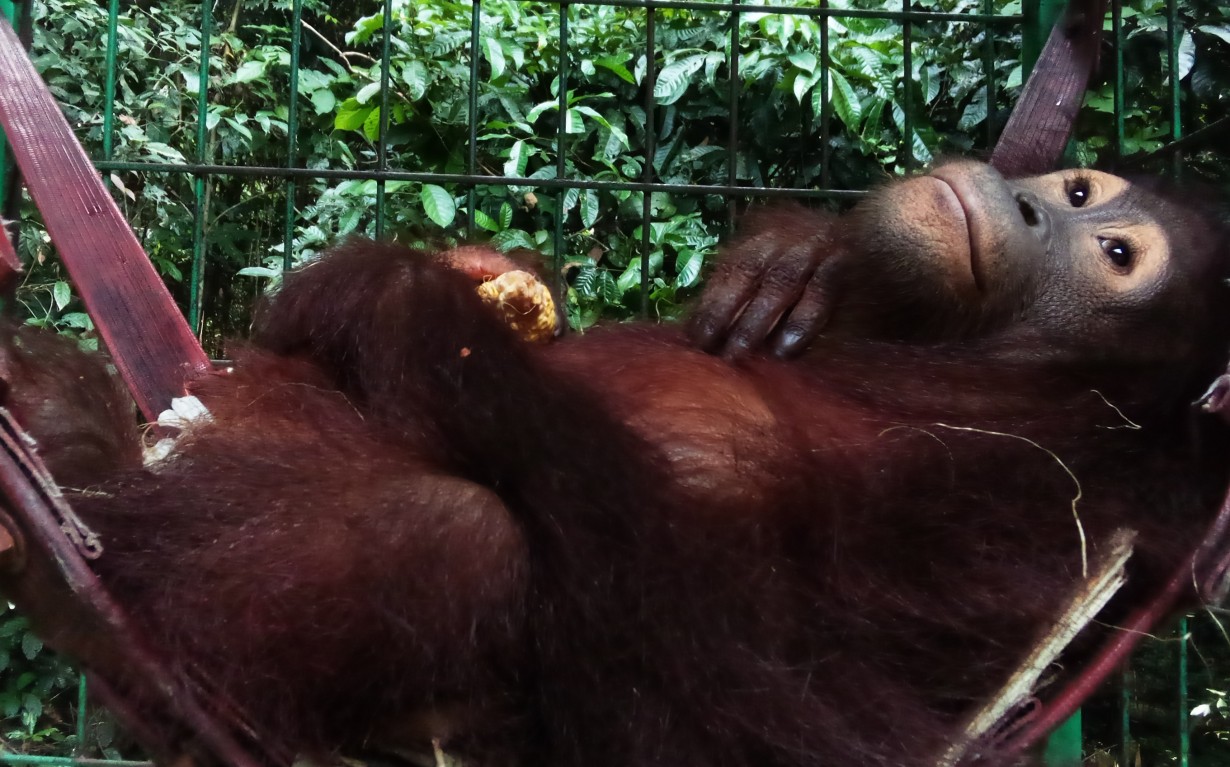 Orang Utan Bernama Gisel | orangutan.id