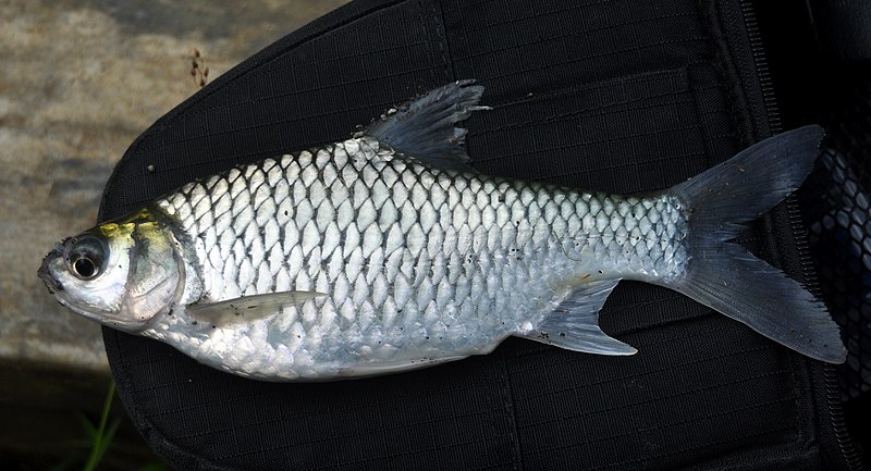 Ikan tawes (Barbonymus gonionotus) yang berasal dari wilayah perairan Tasikmalaya | Foto: Wibowo Djatmiko