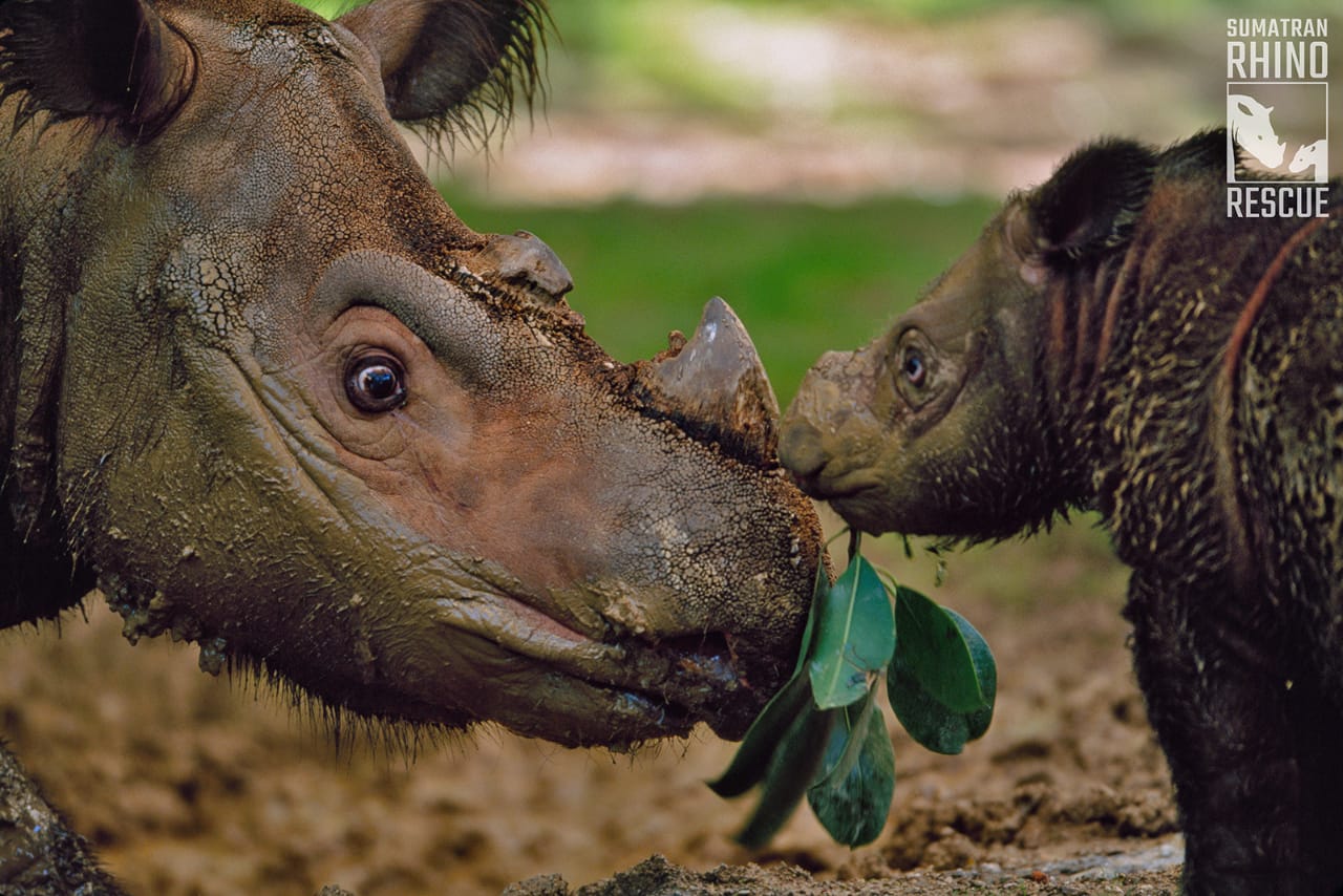induk dan anak badak sumatra