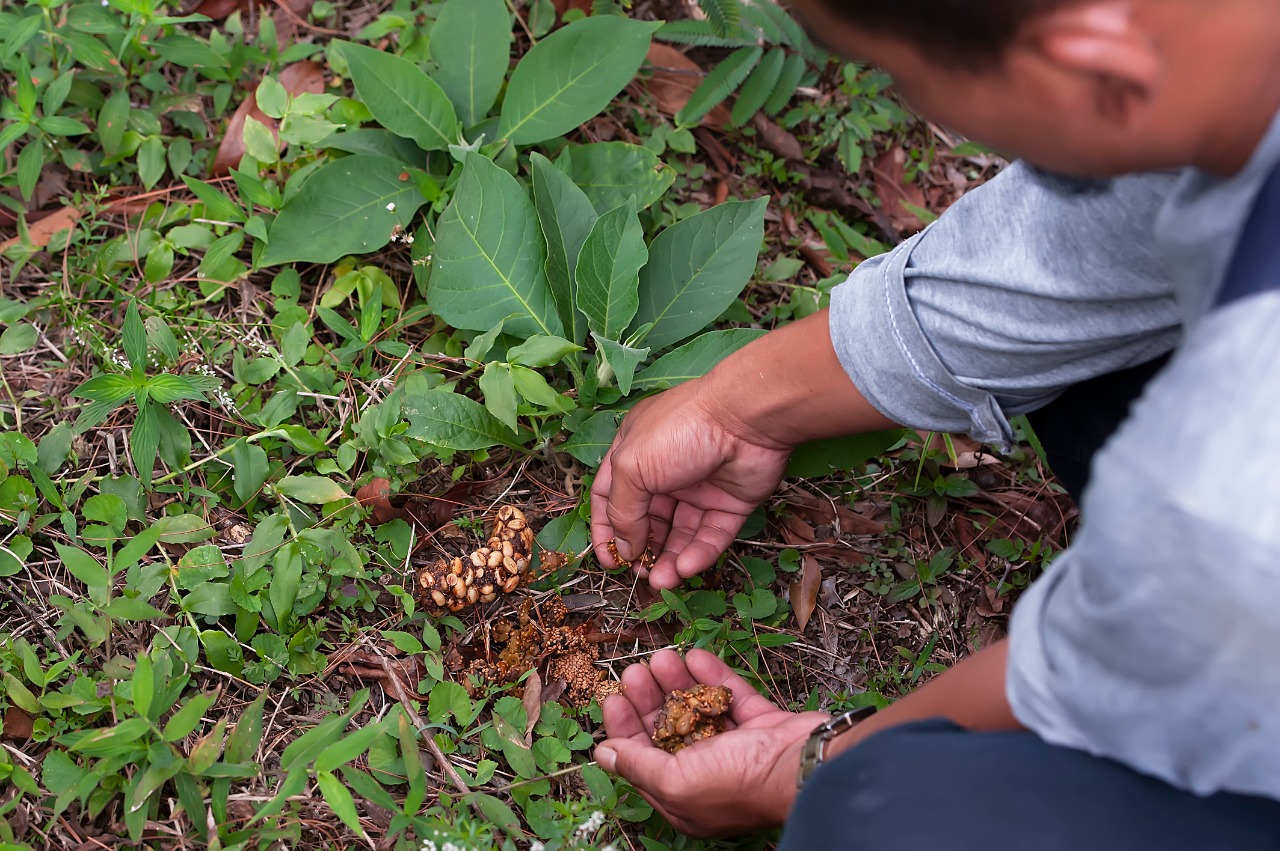Petani sedang mengumpulkan kotoran luwak | Shutterstock/Wisnu Yudowibowo