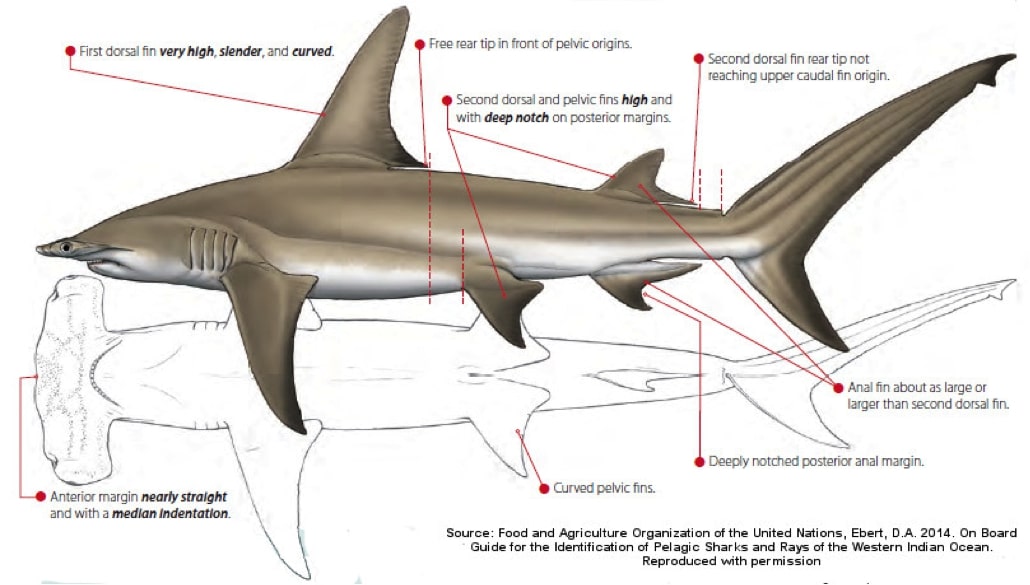 Anatomi hiu martil