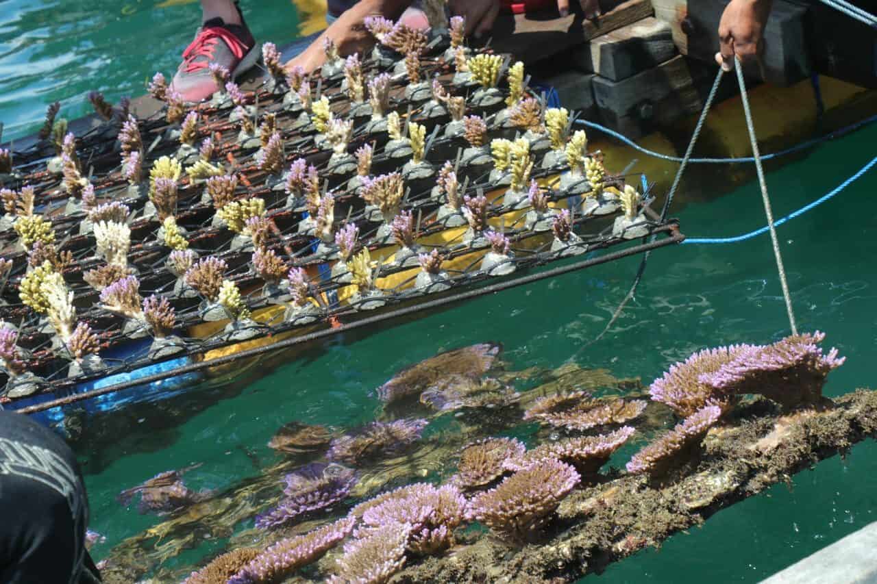 Program restorasi terumbu karang di Indonesia