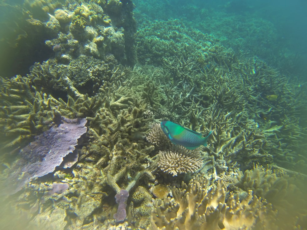 Kerusakan terumbu karang di Great Barrier Reef