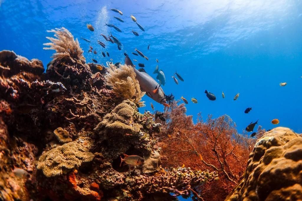 Keindahan bawah laut Desa Arborek | Dokumentasi Kemenparekraf