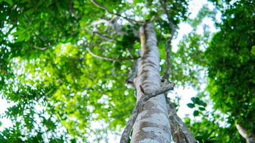Pohon kemenyan (Shutterstock)