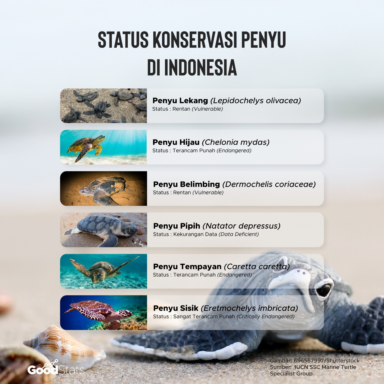 Status Konservasi Penyu | Infografis : GoodStats/Angelia