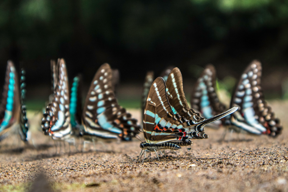 Kupu-kupu di TN Babul | @Isroi Shutterstock