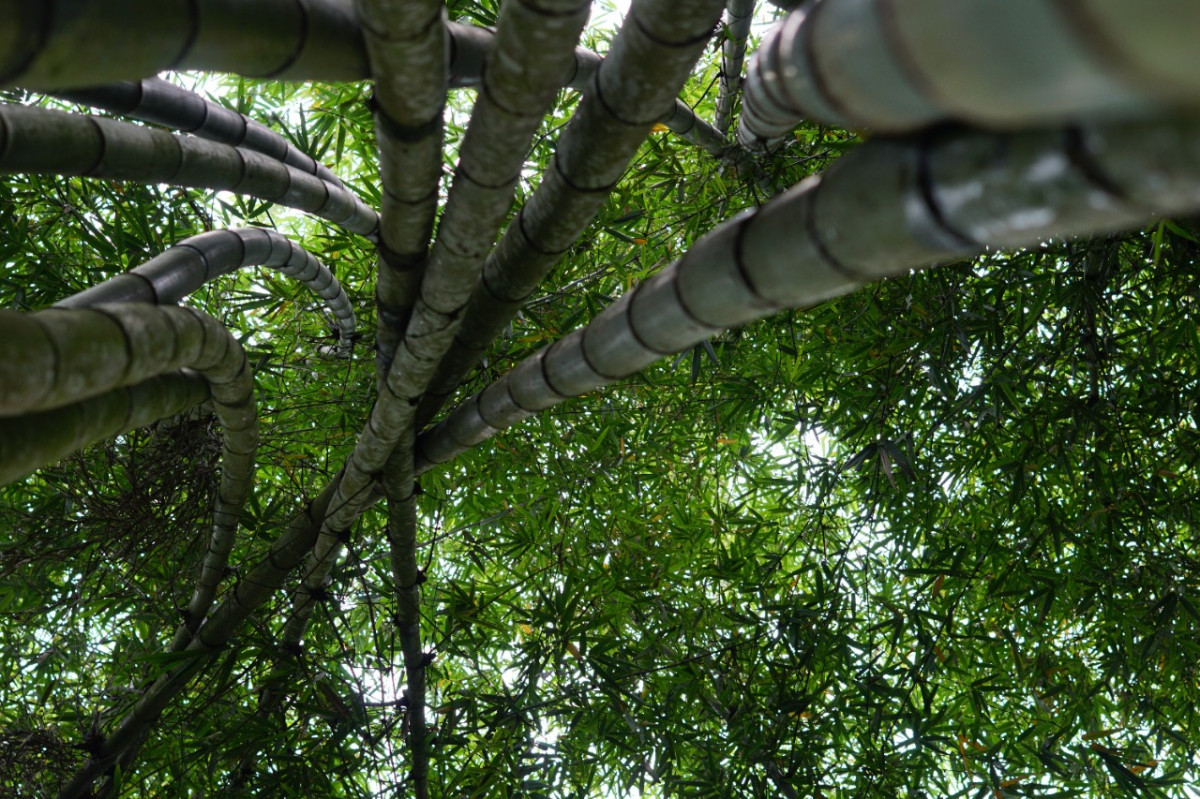 Pohon bambu, salah satu pohon yang Da'im tanam selain pohon Pinang | Foto: ShutterStock/Anhar Fauzi