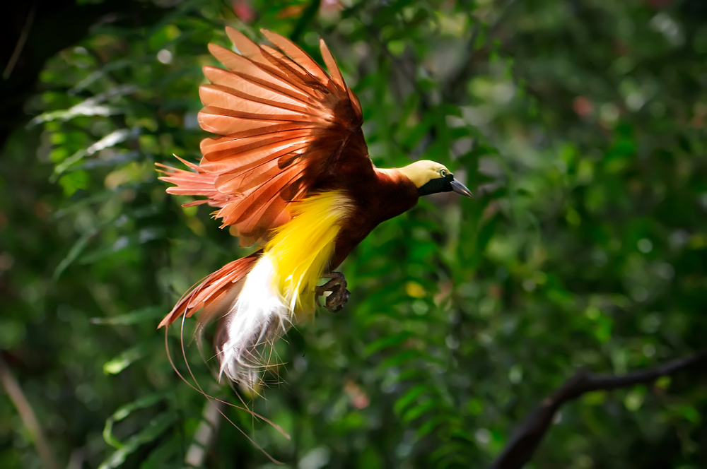 Burung cenderawasih Papua | @Wisnu Yudowibowo Shutterstock