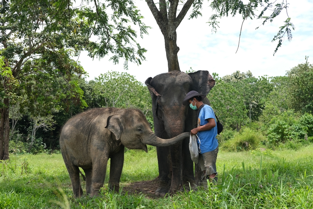 Gajah Sumatra © Kiki Nasution/Shutterstock