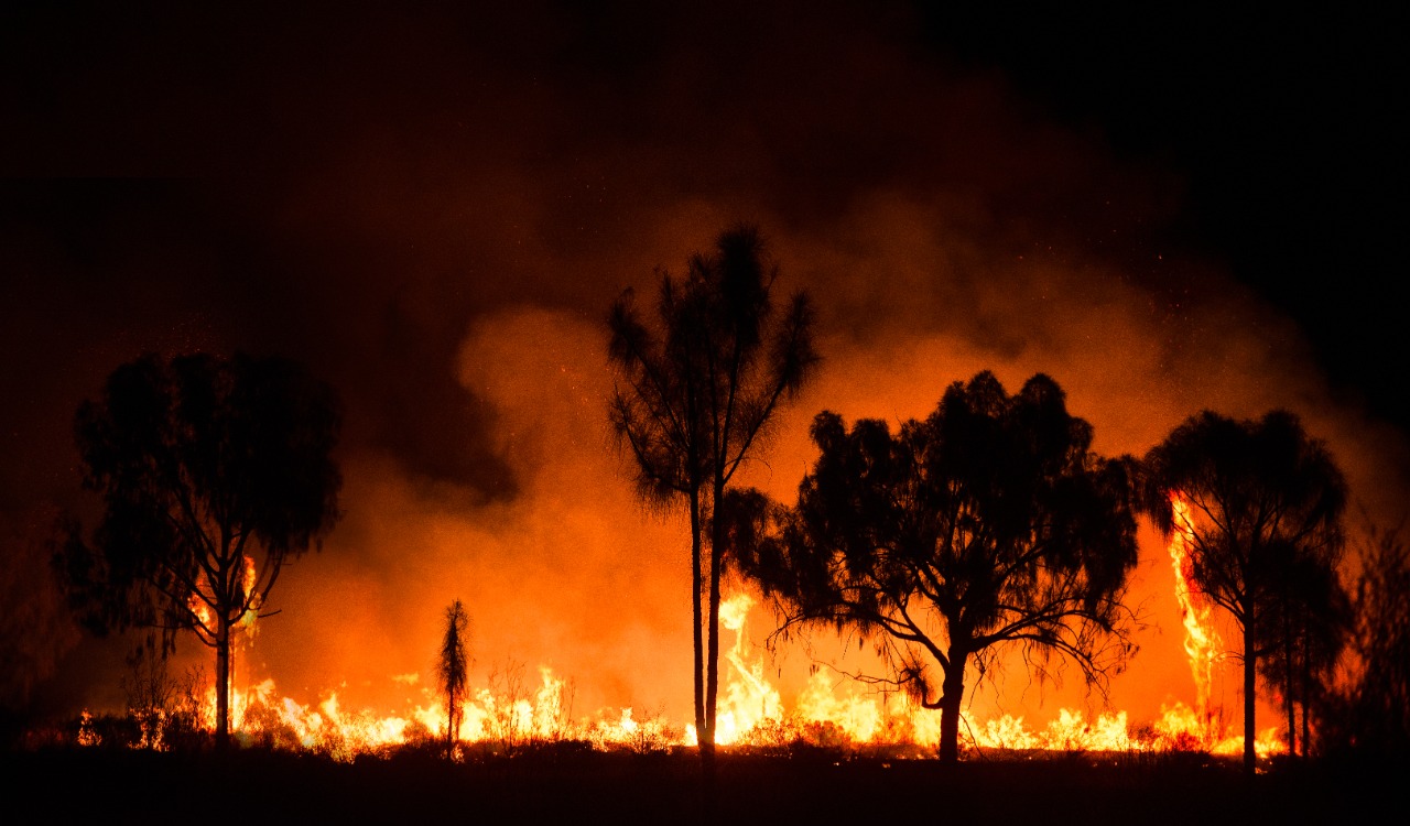Kebakaran hutan menjadi salah satu penyebab rusaknya habitat satwa liar | Foto : ShutterStock/JP Phillippe